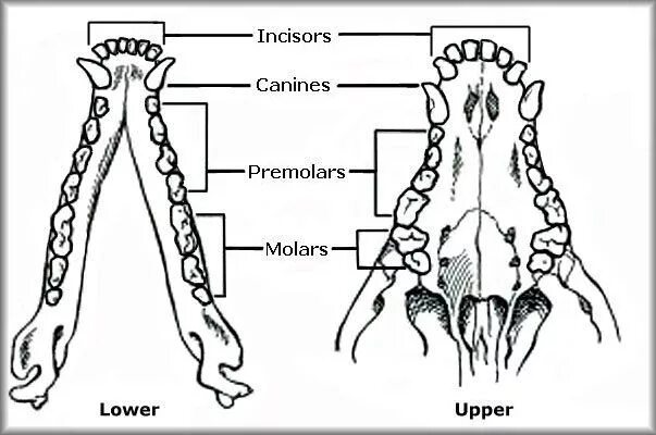 Расположение зубов у собаки схема Rottweiler Teeth Rottweiler, Human teeth, Sharp teeth