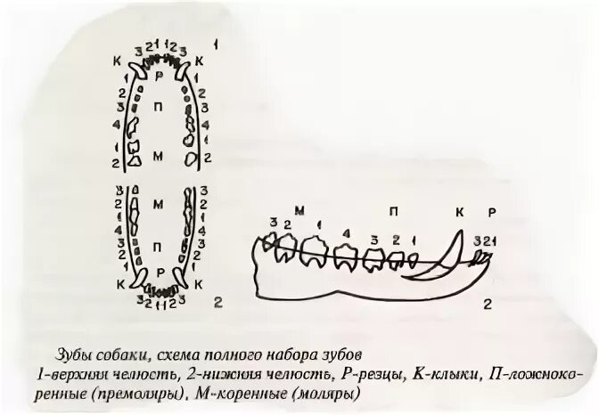 Зубная формула собаки, в каком возрасте у щенка меняются молочные зубы, симптомы