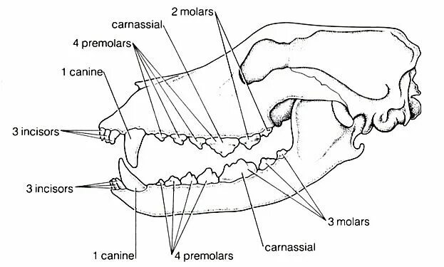 Расположение зубов у собаки схема dog dentition - Google Search Teeth diagram, Dog anatomy, Dog skull