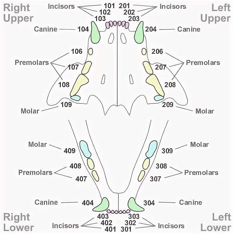 Расположение зубов у собаки схема Tooth Numbering in other Species Vet tech student, Vet medicine, Veterinary tech