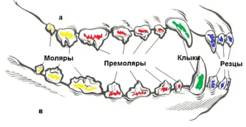 Расположение зубов у собаки схема Зубная формула собаки, в каком возрасте у щенка меняются молочные зубы, симптомы