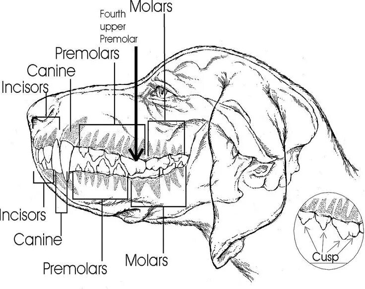 Расположение зубов у собаки схема canine teeth - Αναζήτηση Google Dog anatomy, Dog teeth, Cat beard