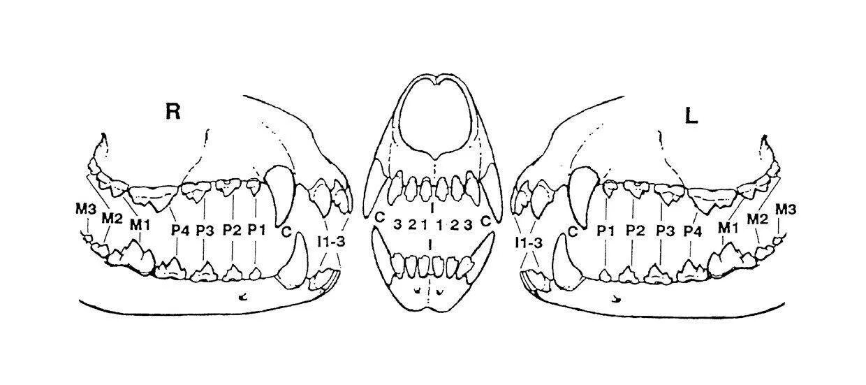 Расположение зубов у собаки схема Схема смены зубов у кошек