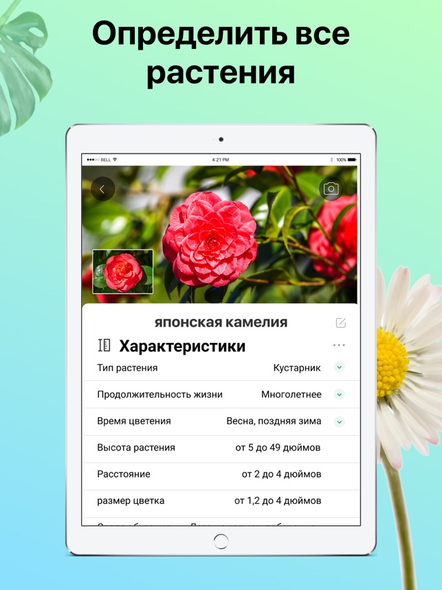 Распознает фото цветов Семь приложений для определения растений - на познавательных прогулках секрет