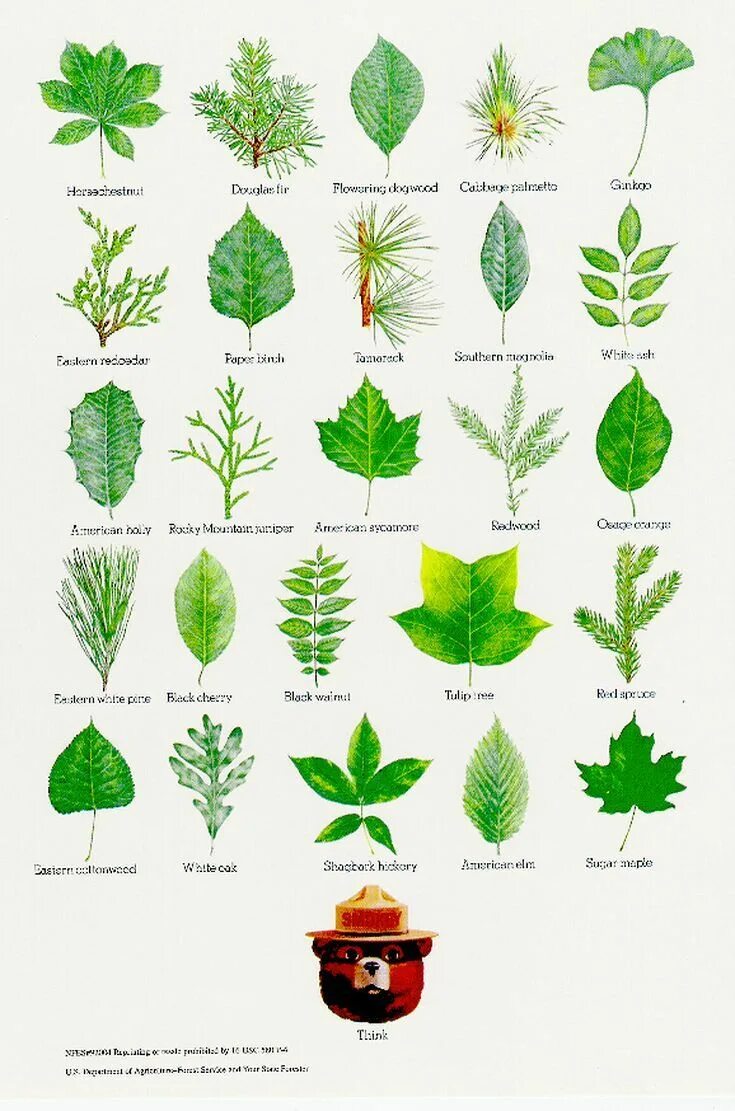 Распознать лист дерева по фото 15 of Smokey Bear's Best Nature Posters Tree leaf identification, Leaf identific