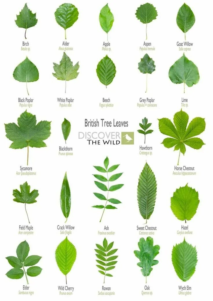 Распознать лист дерева по фото Pin by Linda Santoro on Flowering Landscape Ideas Tree leaf identification, Leaf