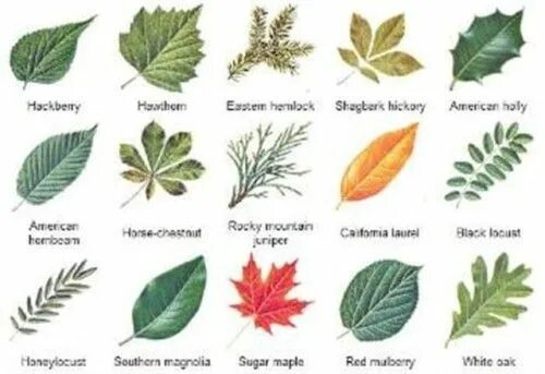 Распознать лист дерева по фото Tree identification, Leaf identification, Tree leaf identification