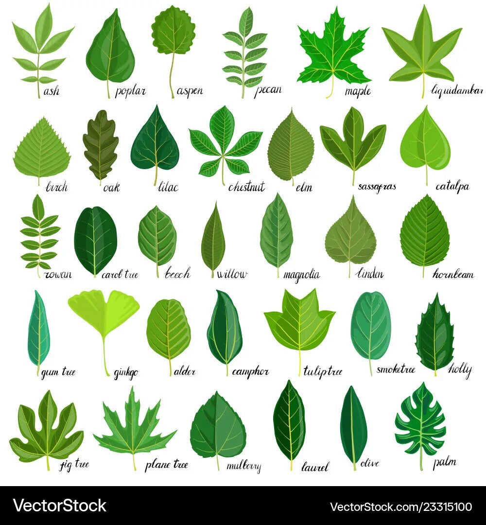 Распознать лист дерева по фото Camphor Leaf Vector Images (94)