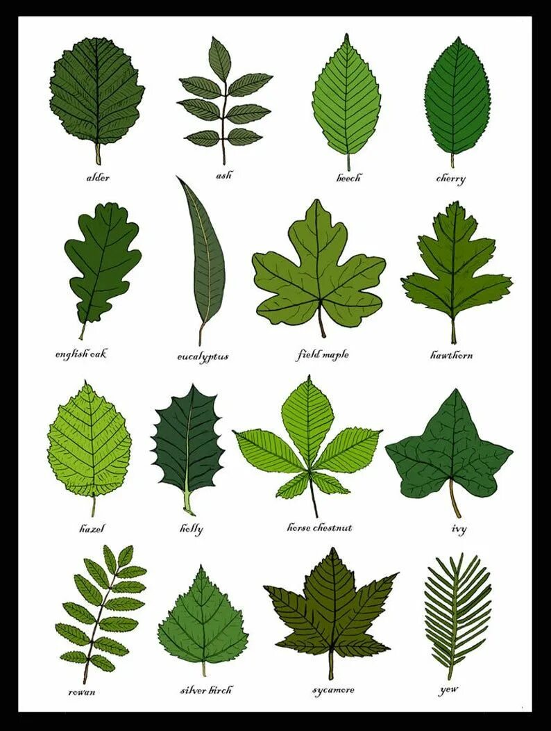 Распознать лист дерева по фото Leaves Identification Print Wall Art Chart Botanical Leaf Art Print Unframed - E