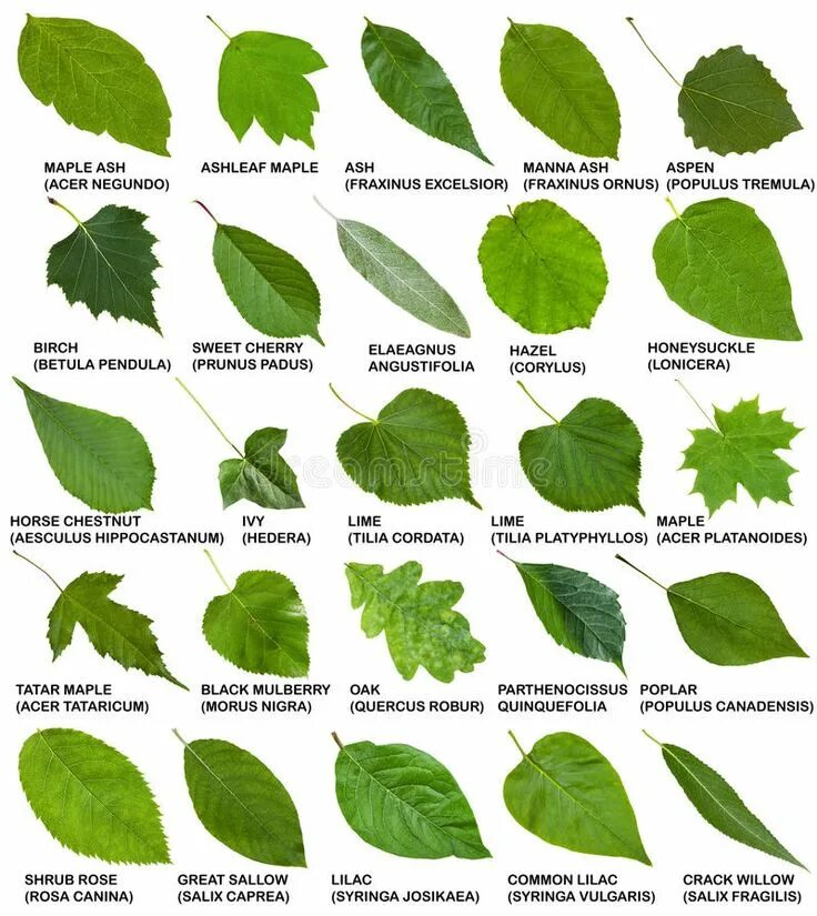 Распознать лист дерева по фото Tree and Shrub Leaves with Names