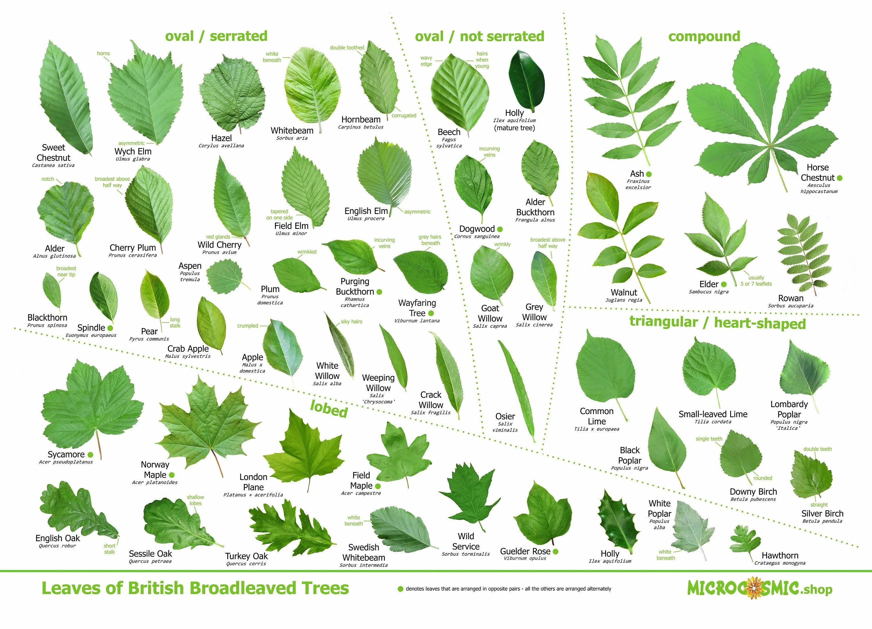 Распознать лист дерева по фото Tree Leaves Identification Poster British Species - Etsy Canada in 2024 Tree lea