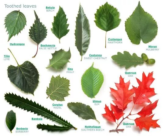 Распознать лист дерева по фото Tree Id Tree leaf identification, Tree identification, Leaf identification