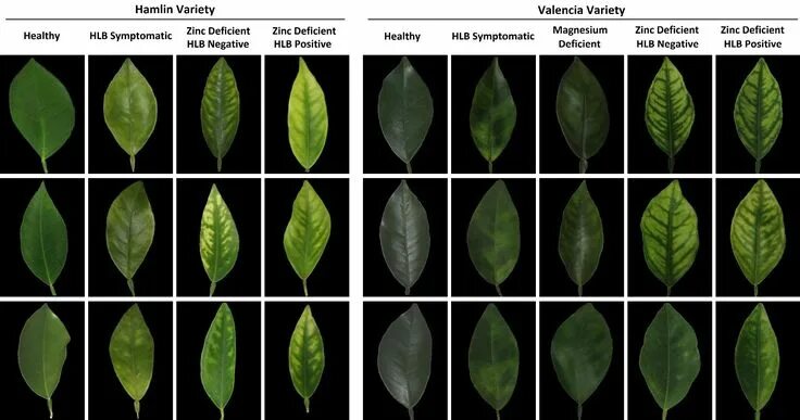 Распознать лист по фото Pin by Ashton D on Gardens Pepper plants, Plant problems, Plant leaves