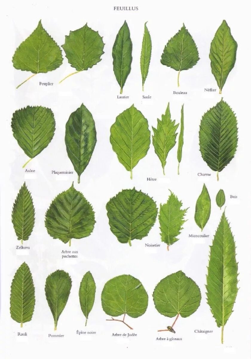 Распознать лист по фото Quelques feuilles d’arbres. Reconnaitre les arbres, Feuille arbre, Identificatio