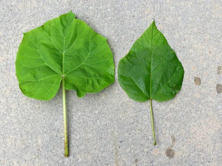 Распознать лист по фото Distinguishing Catalpa from Paulownia Trees in the Falls Lake Area Autumn lake, 