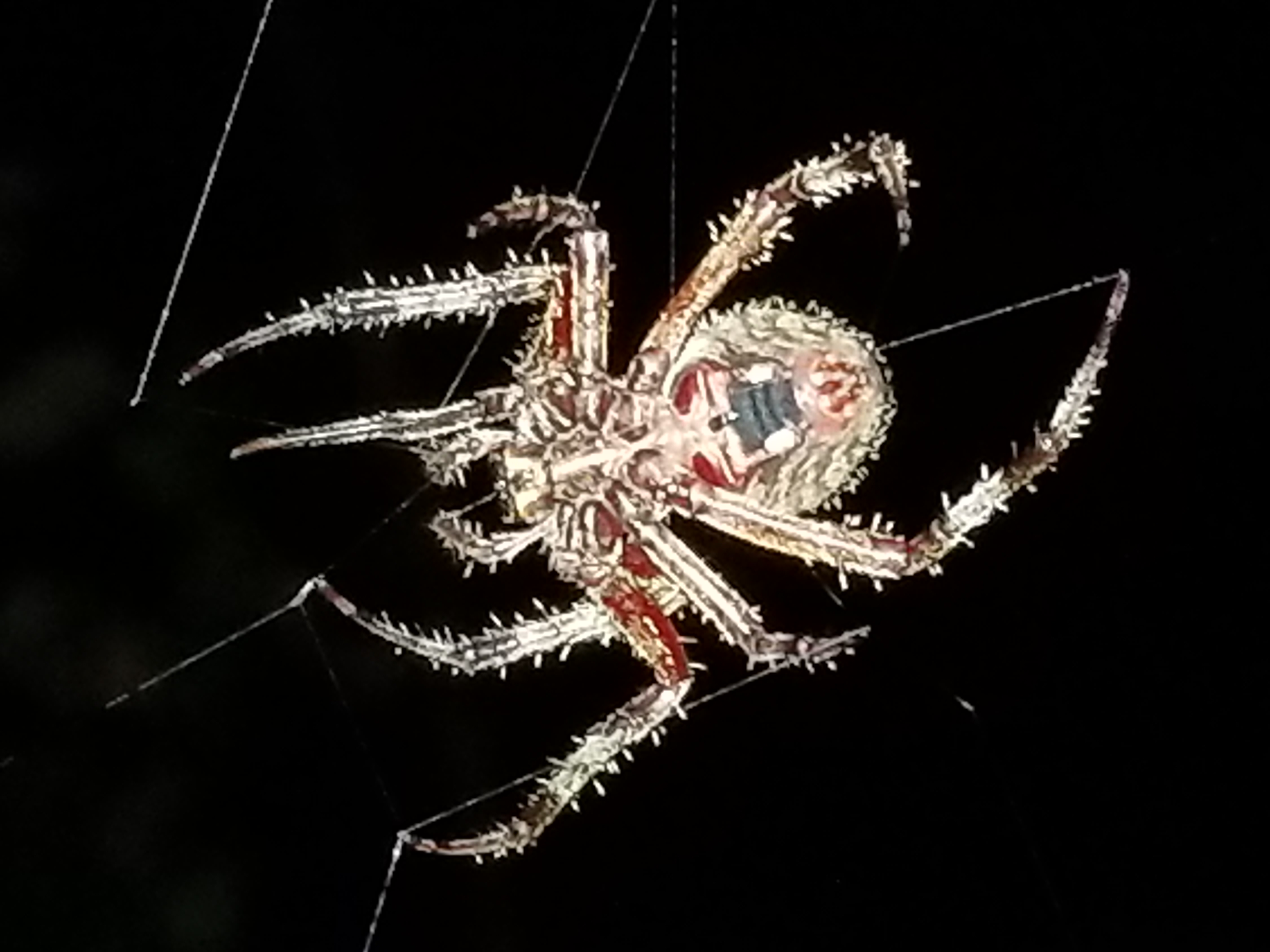 Распознать паука по фото онлайн бесплатно species identification - Identify a spider - Biology Stack Exchange