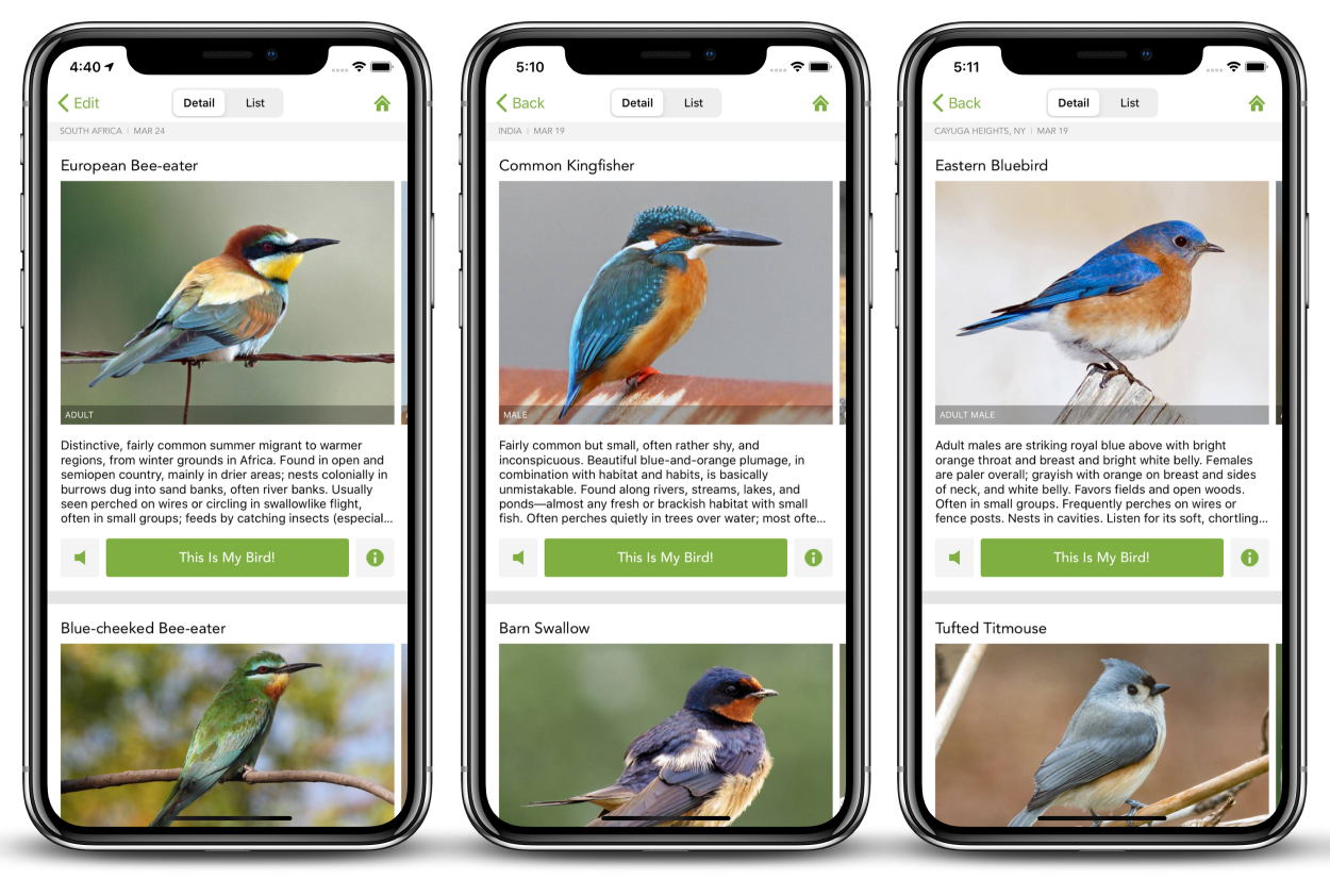 Распознать птицу по фото Merlin bird app to identify (by photo) Merlin bird, Identifying birds, Merlin bi