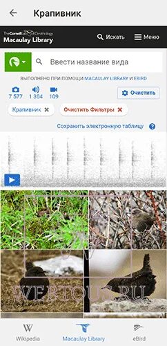 Распознать птицу по фото Бесплатные онлайн определители птиц по голосу или фото в помощь бердвотчеру