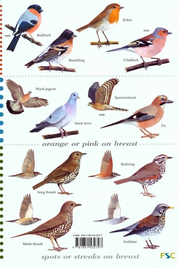 Распознать птицу по фото Guide to the 'Top 50' Garden Birds Bird garden, Backyard birds, Birds