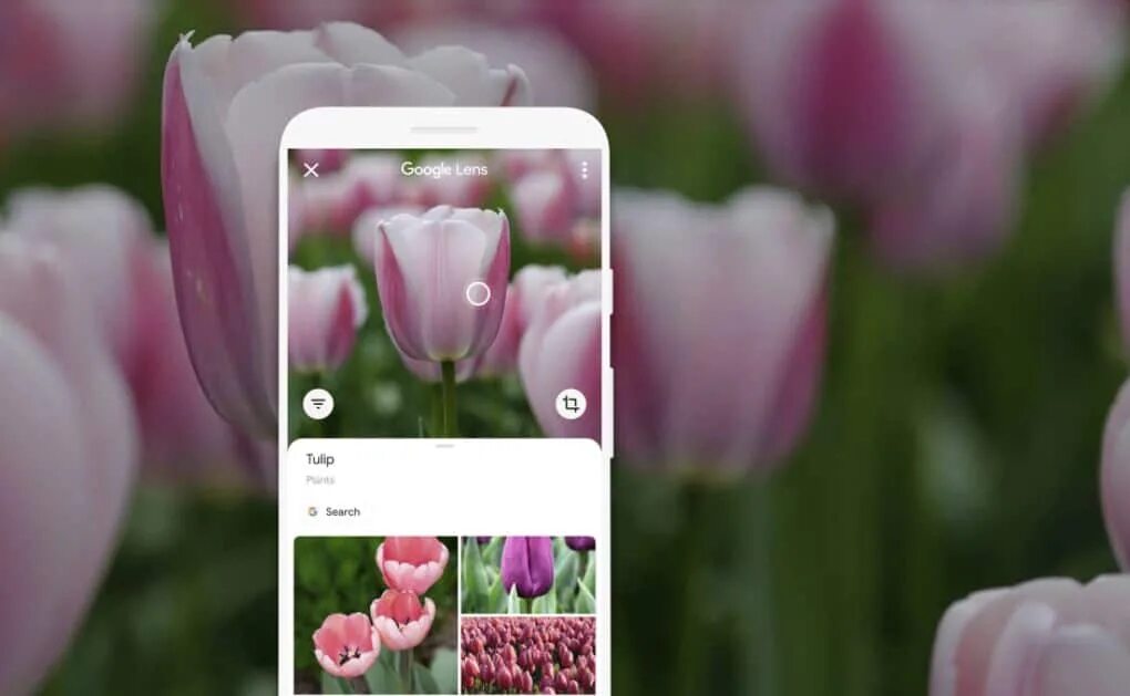 Распознать цветов по фото фото онлайн Google Lens Gets Pixel Camera-Inspired Interface Redesign