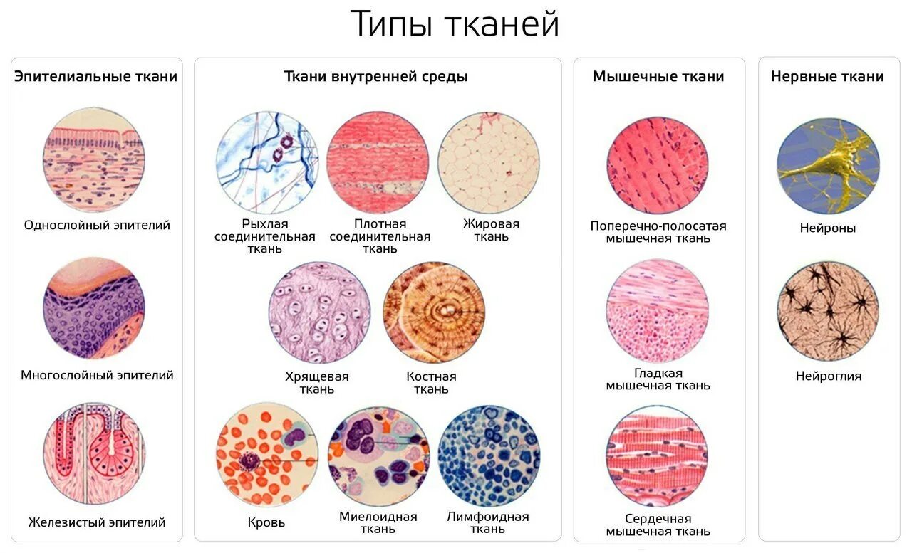 Распознать ткань по фото ПР № 1 "Ознакомление микроскопического строения тканей (на готовых микропрепарат