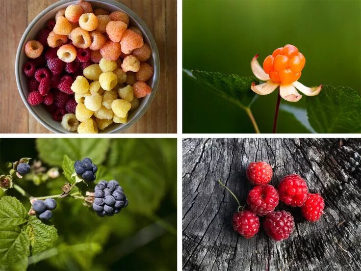 Распознать ягоду по фото 15 Lesser-Known Berries You Should Try Benefits of berries, Berries, Wild bluebe