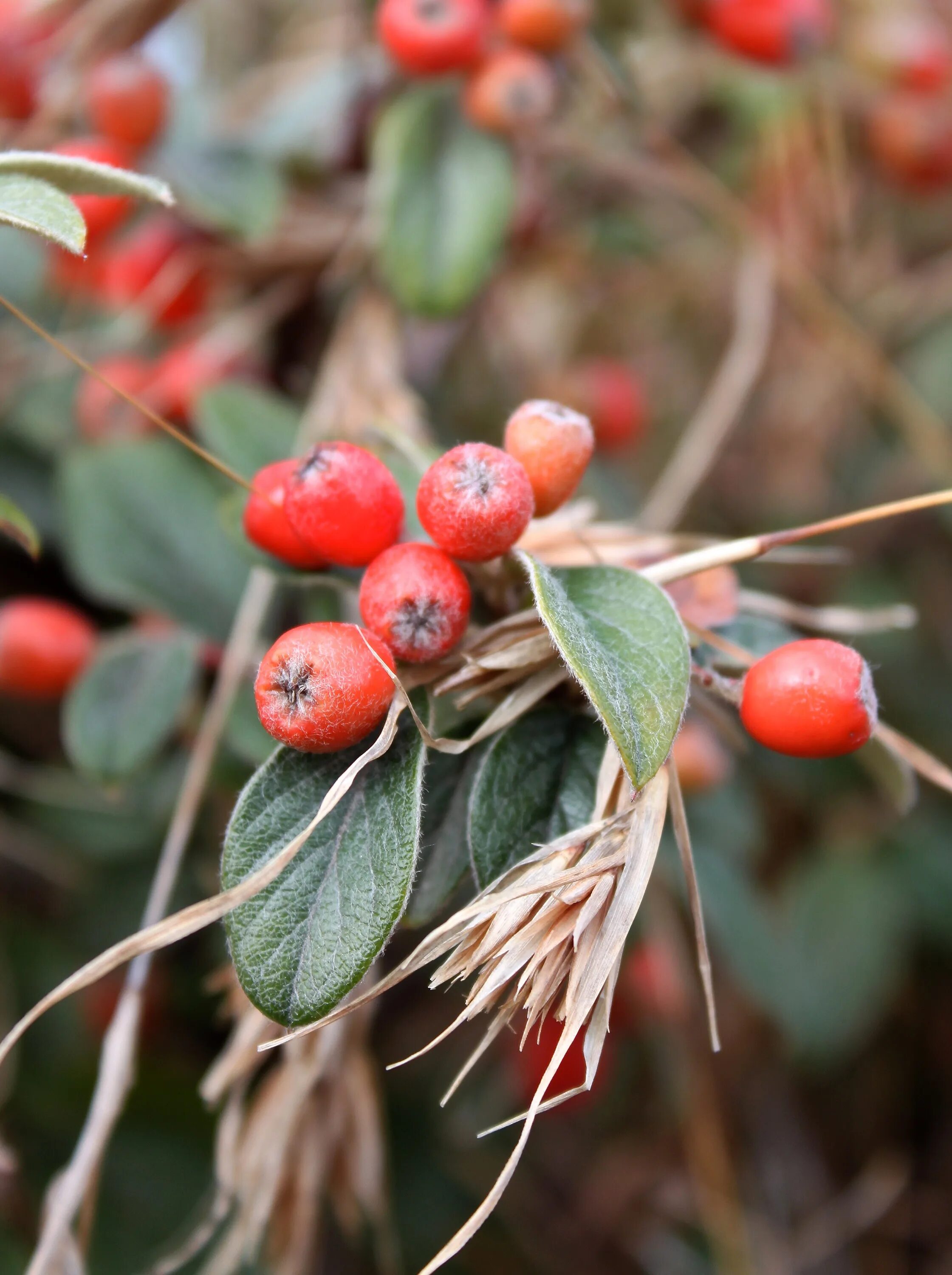 Распознать ягоду по фото Dizzy red berries plant free image download