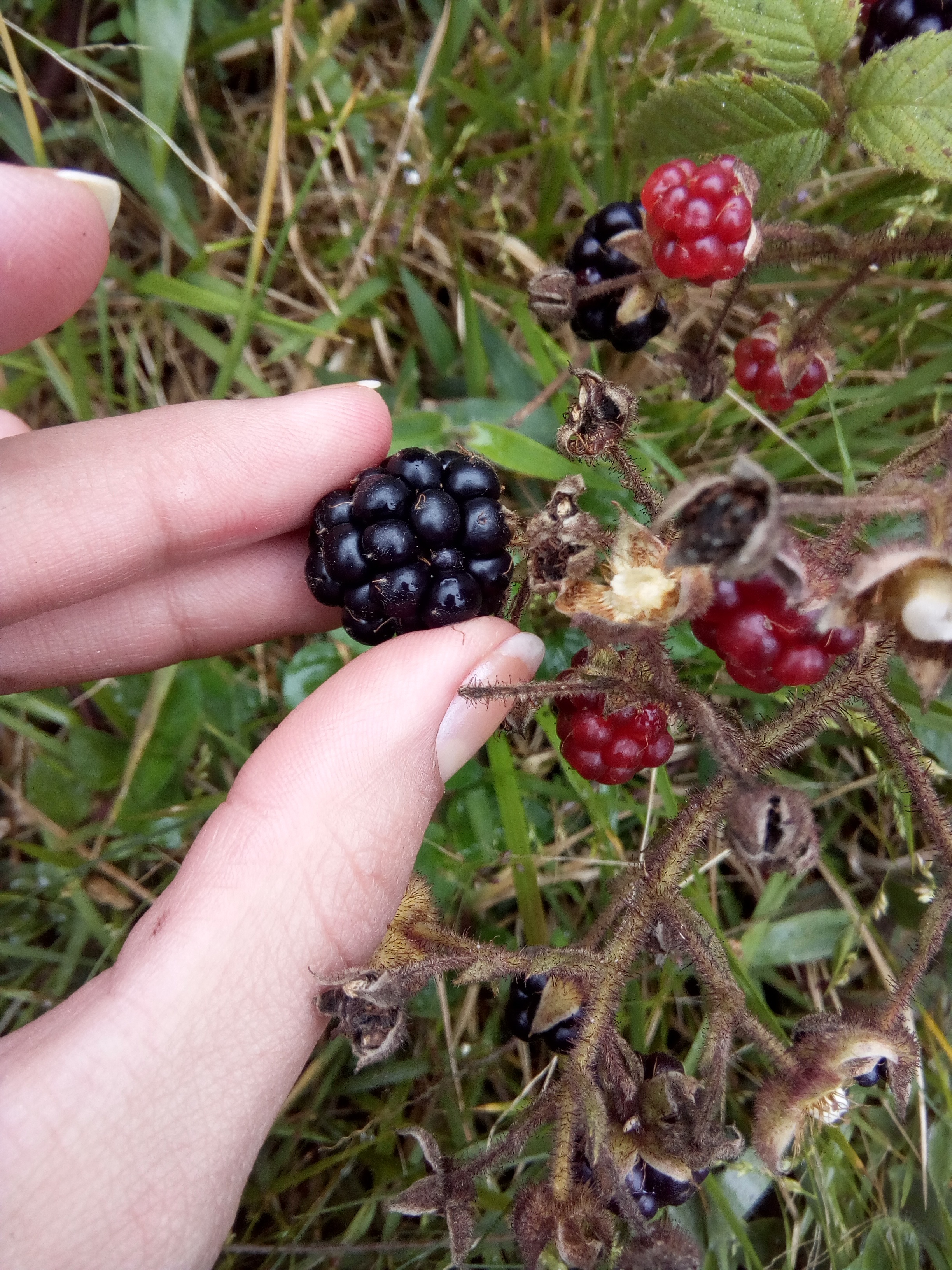 Распознать ягоду по фото онлайн Tasty garden berries in hand free image download