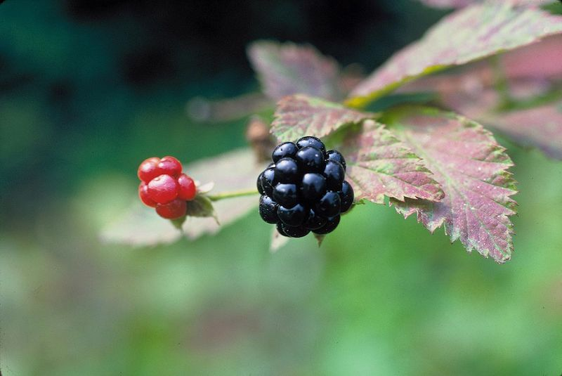 Распознать ягоду по фото онлайн 10 Wild Edible Plants in Arkansas Only In Arkansas Edible wild plants, Edible pl