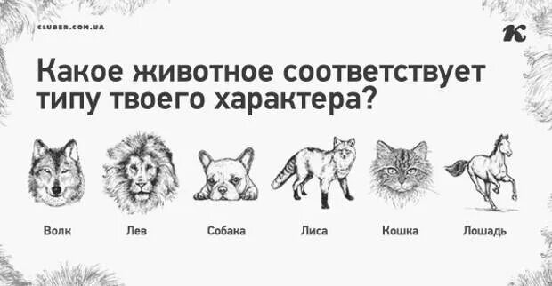 Распознать животное по фото ТЕСТ "КАКОЙ ВЫ ЗВЕРЬ?" - Копилка советов на каждый день - Медиаплатформа МирТесе