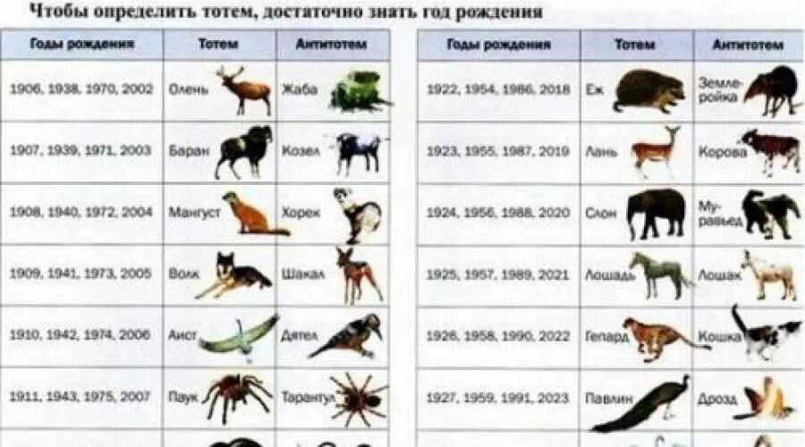 Распознать животное по фото Как понять какое у тебя тотемное животное: найдено 85 изображений