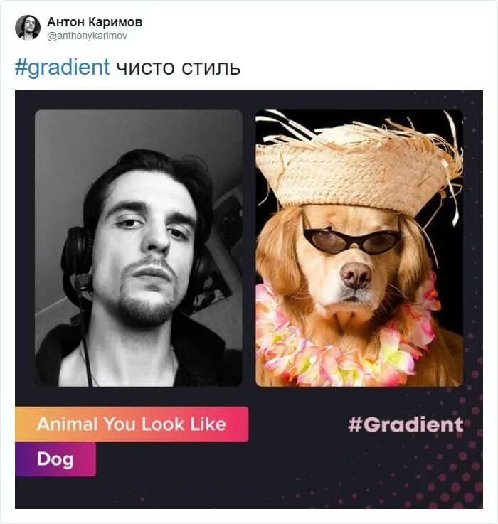 Распознать животное по фото онлайн Приложение Gradient определяет по фотографии на какое животное вы похожи