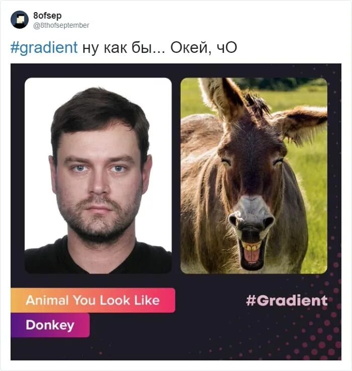 Распознать животное по фото онлайн Приложение Gradient определяет по фотографии на какое животное вы похожи