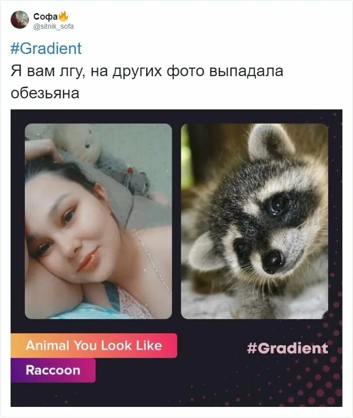 Распознать животное по фото онлайн Приложение Gradient определяет по фотографии на какое животное вы похожи