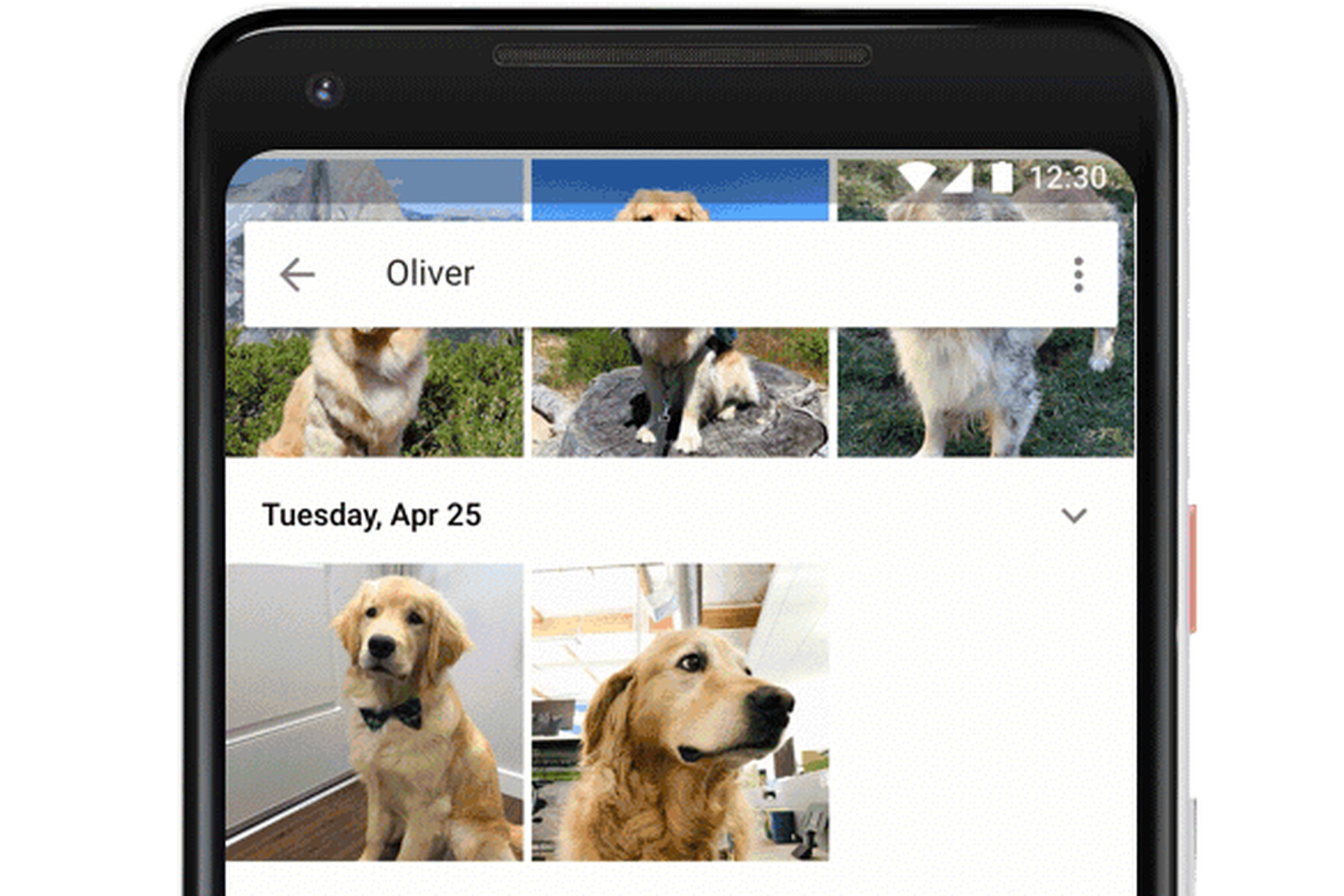 Распознать животное по фото онлайн Google Photos now recognizes your pets - The Verge