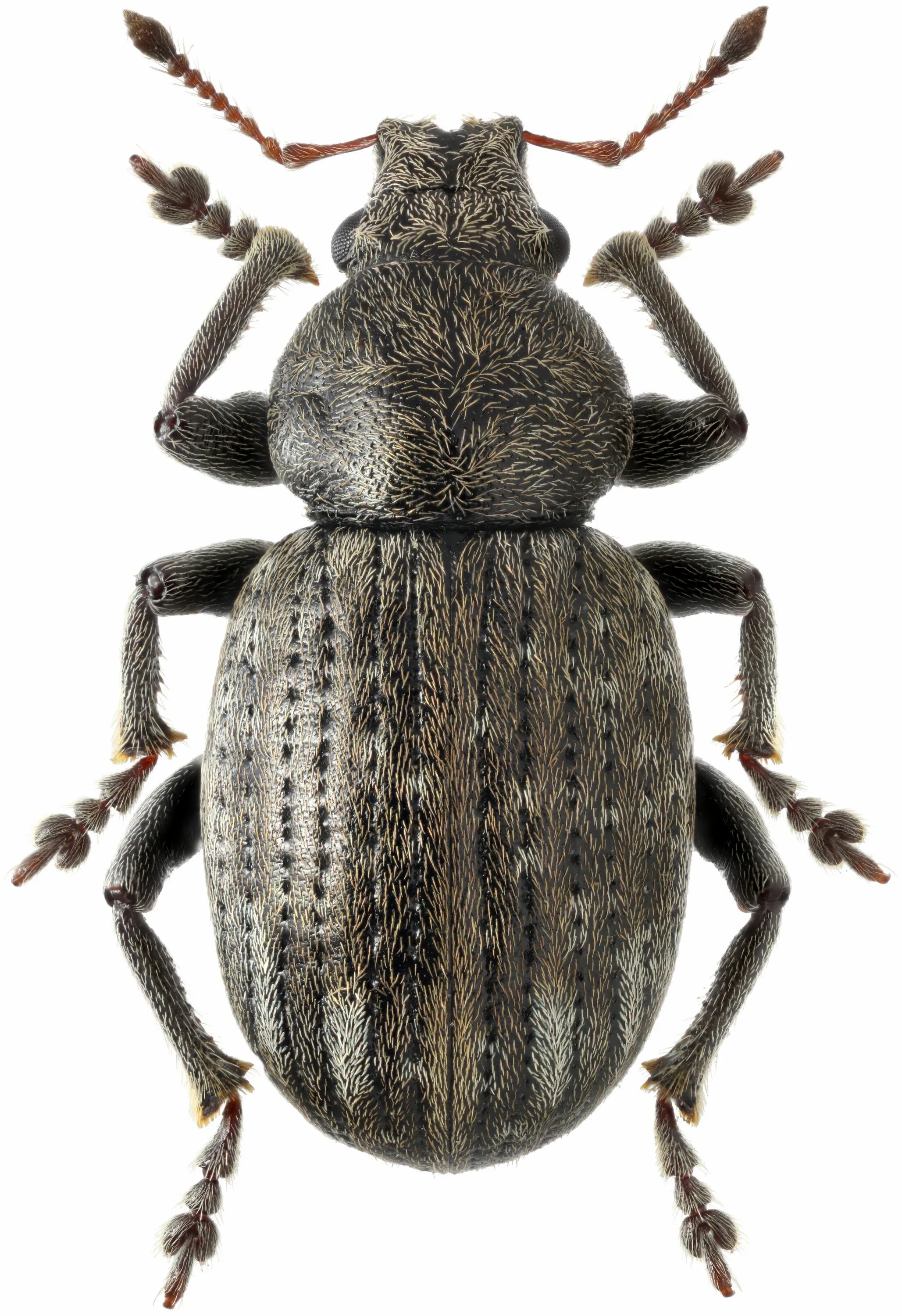 Распознать жука по фото Долгоносик Dactylotus tshuktsha Lukjanovitsh, 1992 (Curculionidae) - фото К.В.Ма