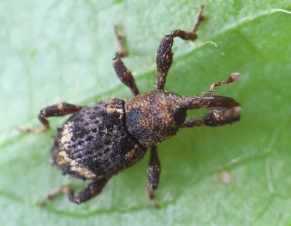 Распознать жуков по фото Определитель жуков-долгоносиков (Coleoptera: Curculionidae) России - род Trachod