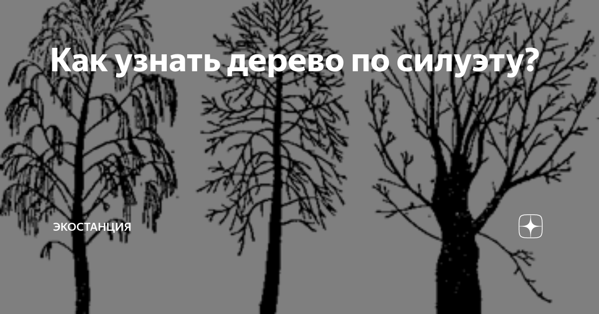 Распознавание дерева по фото Найдите дерево фарваши: найдено 83 изображений