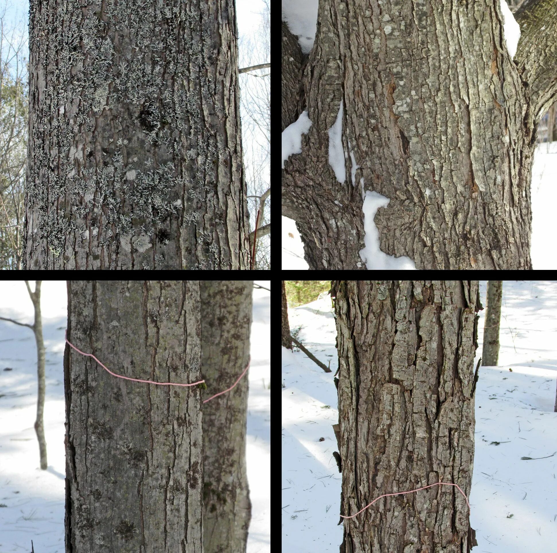 Распознавание дерева по фото What Does Maple Tree Bark Look Like Deals bellady.by