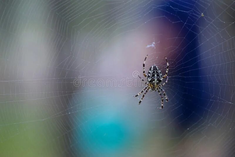 Распознавание пауков по фото онлайн изображения запаса Spiderweb - королевская власть загрузки 15,990 освобождает фо