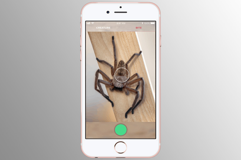 Распознавание пауков по фото онлайн critterpedia, the australian app that is like shazam for spiders and snakes