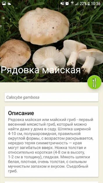 Распознавание по фото грибов онлайн бесплатно Скачать По грибы 115.0 для Android