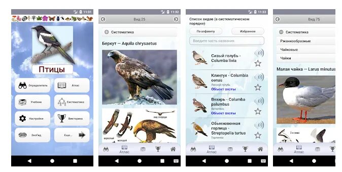 Распознавание птиц по фото Мобильные приложения для определения птиц от ассоциации "Экосистема"