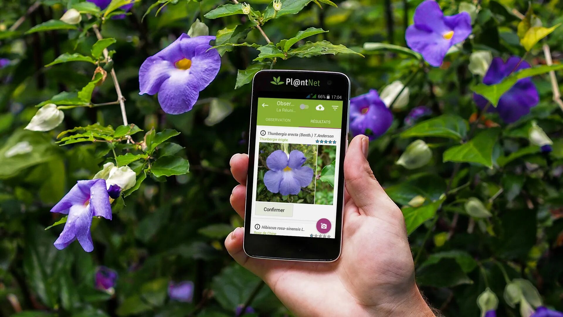 Распознавание цветов по фото PlantNet is a super-accurate plant identification iPhone app that doesn't charge