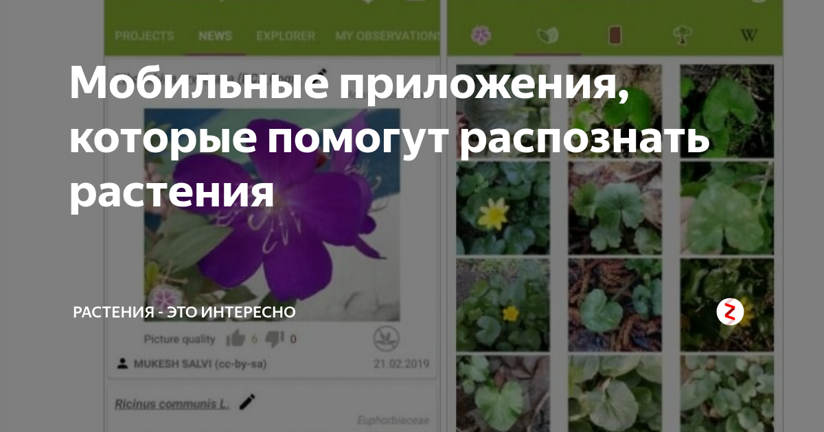 Распознавание цветов по фото Мобильные приложения, которые помогут распознать растения Растения - это интерес