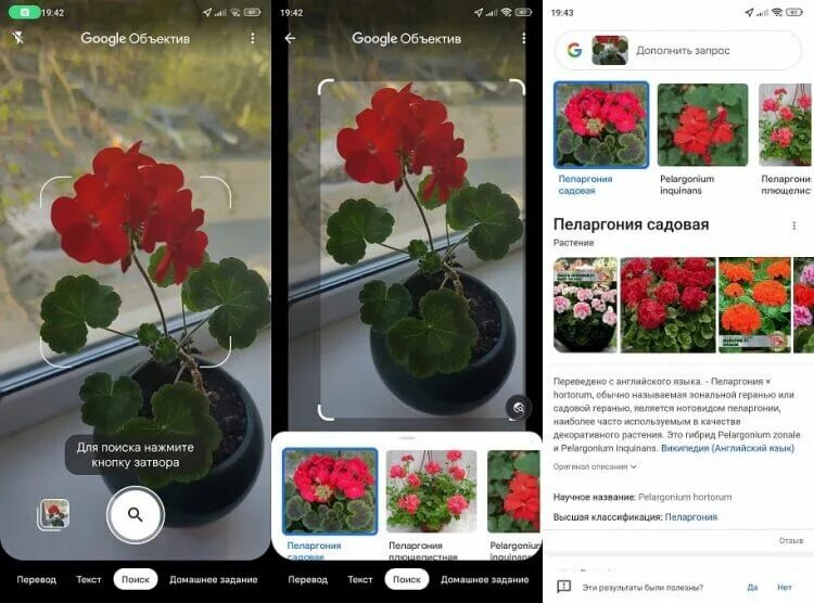 Распознавание цветов по фото онлайн 5 приложений на Android, которые помогут определить цветок и любое другое растен