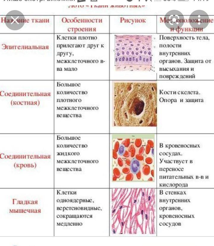 Распознавание ткани по фото Картинки ЛАБОРАТОРНАЯ РАБОТА СТРОЕНИЕ ЖИВОТНЫХ ТКАНЕЙ ТАБЛИЦА