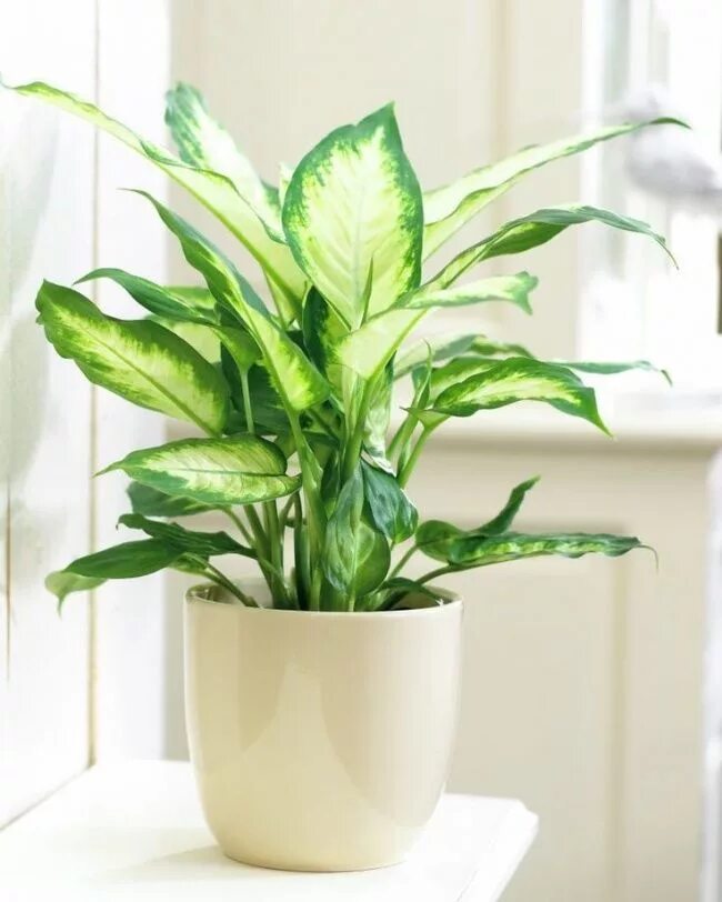 Распространенные комнатные растения фото 12 houseplants that can survive even the darkest corner Plants, House plants ind