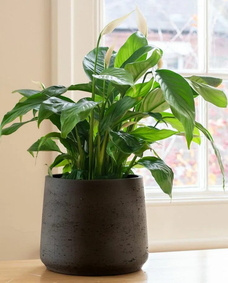 Распространенные комнатные растения фото Brighten Every Room With These Favorite Houseplants Peace lily plant, Lily plant