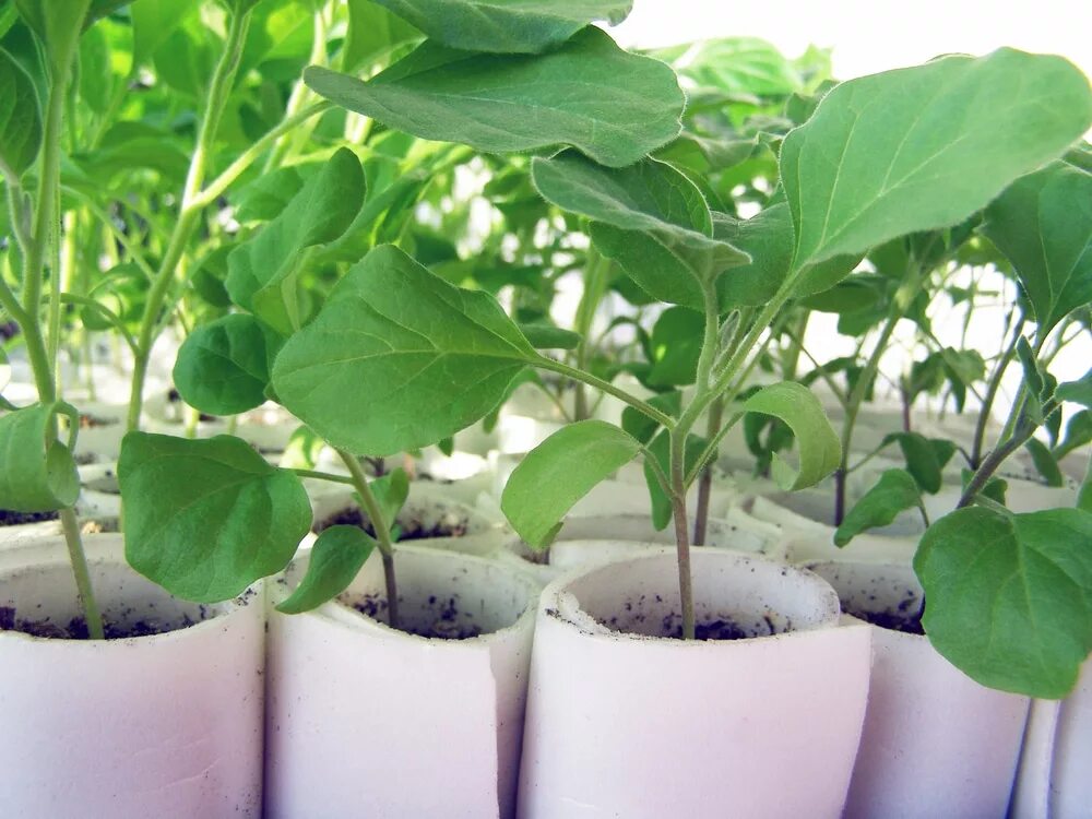 Рассада баклажан фото Plant Your Eggplant Seedlings with These Top Tips